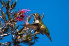 Hummingbird #6